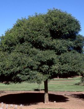 Robinia pseudoacacia 'Umbraculifera'