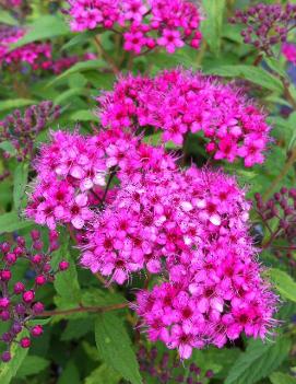 Spiraea japonica 'Anthony Waterer'