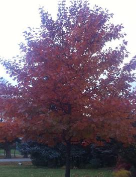 Quercus rubra