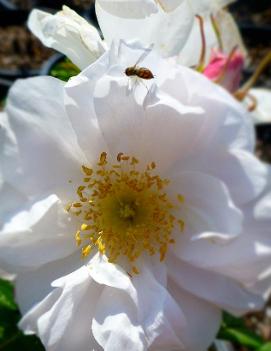 Rosa 'Henry Hudson' (COPF)