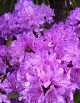 Rhododendron catawbiense 'Boursault'