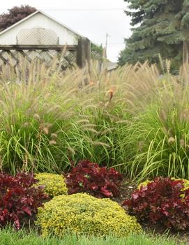 Pennisetum alopecuroides 'Lemon Squeeze' (PPAF)