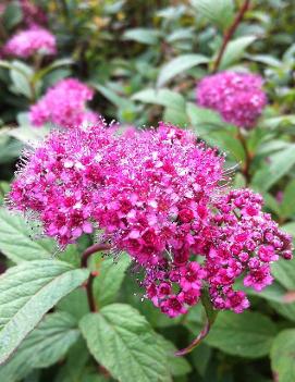 Spiraea japonica 'Froebelii'