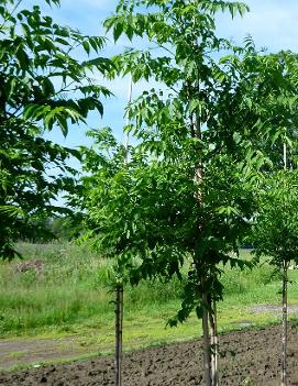 Phellodendron amurense