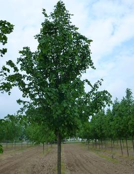 Tilia cordata 'Golden Cascade' (COPF)