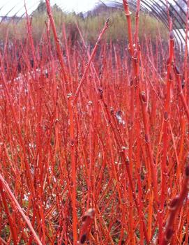 Salix x 'Flame'