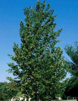 Tilia americana 'Boulevard'