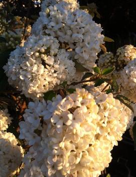 Viburnum 'Eskimo'