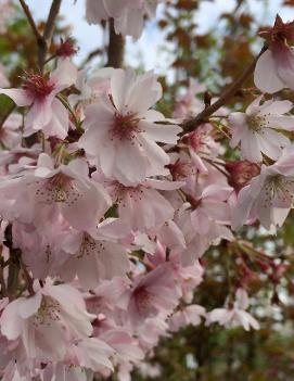 Prunus subhirtella 'Autumnalis'