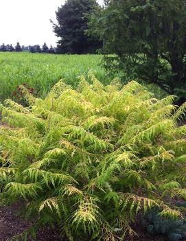 Rhus typhina Tiger Eyes® ('Bailtiger') (PP16185, COPF)