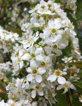 Prunus padus