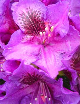 Rhododendron 'Edith Bosley'