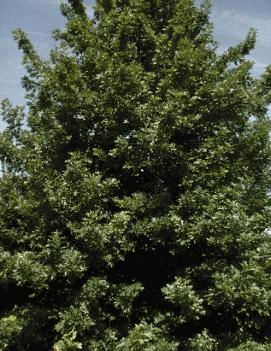 Quercus shumardii