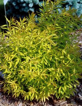 Spiraea thunbergii Mellow Yellow ('Ogon')