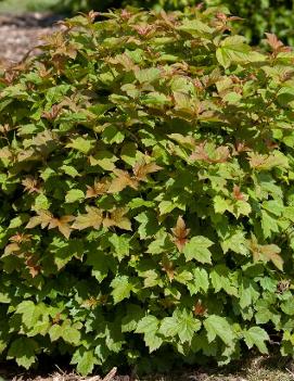 Viburnum opulus 'Nanum'