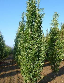 Quercus robur 'Fastigiata'