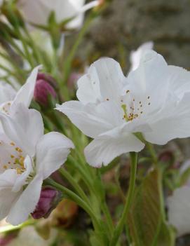 Prunus serrulata 'Amanogawa'