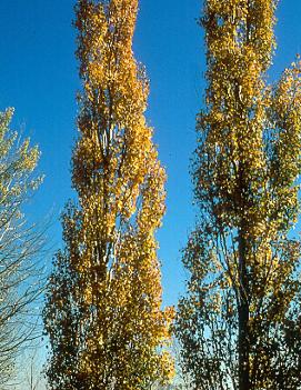 Populus tremula 'Erecta'