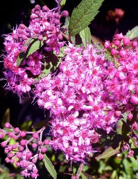 Spiraea japonica 'Coccinea'