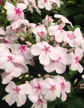 Phlox paniculata White Eye ('Barsixty') (PP22211, COPF, CPBR4170)