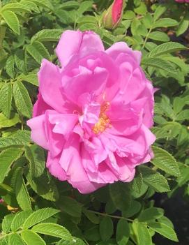 Rosa Showy Pavement ('ROKoko')