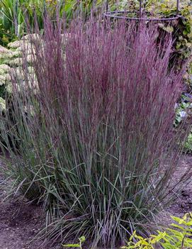 Schizachyrium scoparium 'Blue Paradise' (PP28145, CPBR5650)