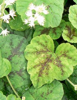 Tiarella cordifolia 'Running Tapestry'