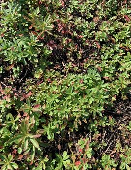 Sedum sichotense