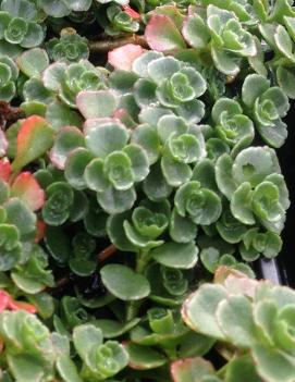 Sedum spurium 'John Creech'