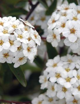 Spiraea nipponica 'Snowmound'