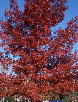 Quercus coccinea