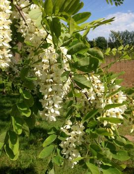 Robinia pseudoacacia