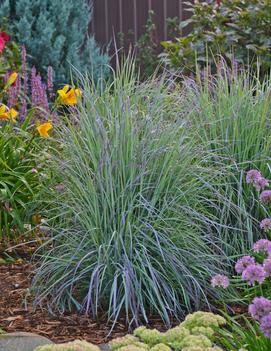 Schizachyrium scoparium 'Twilight Zone' (PP27432)