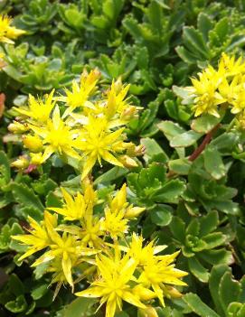 Sedum hybridum 'Immergrunchen'