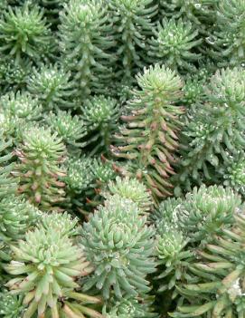 Sedum reflexum