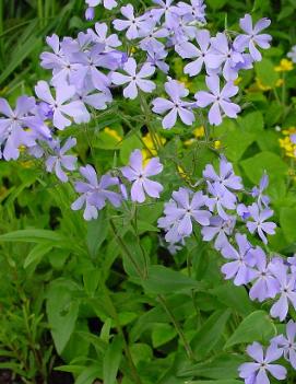 Phlox divaricata 'London Grove Blue'