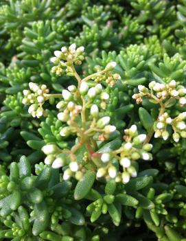 Sedum album 'Coral Carpet'