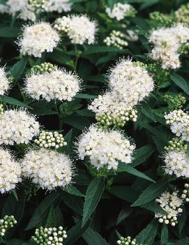 Spiraea albiflora