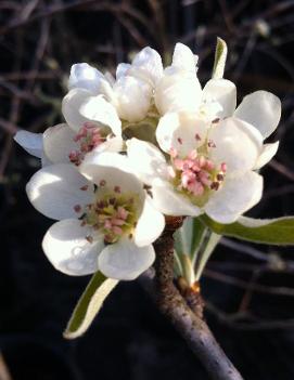 Pyrus salicifolia pendula Silver Frost® ('Silfrozam')