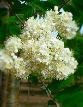 Sorbus aucuparia Cardinal Royal® ('Michred') (COPF)