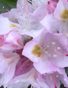 Rhododendron catawbiense 'Album'