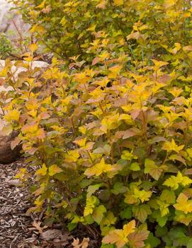 Physocarpus opulifolius Amber Jubilee™ ('Jefam') (PP23177, CPBR4765)