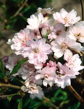 Prunus x Snow Fountains® ('Snofozam')