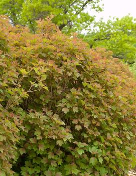 Viburnum trilobum 'Bailey Compact'