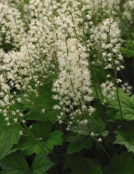 Tiarella wherryi