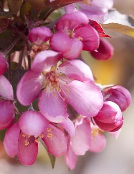 Malus 'Thunderchild' (COPF)