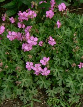 Geranium x cantabrigiense 'Westray' (COPF)