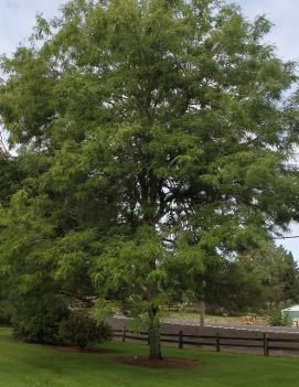 Gleditsia triacanthos var. inermis Skyline® ('Skycole') (PP1619)