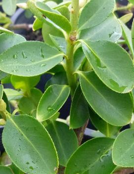 Euonymus fortunei 'Vegetus'