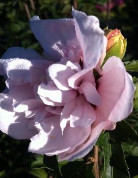 Hibiscus syriacus 'Blushing Bride'